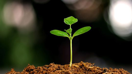 Sustainability Services: Nachhaltigkeit im Unternehmen